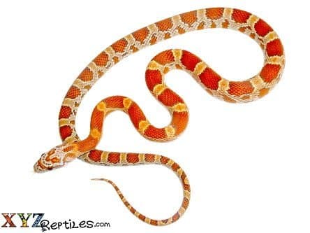 Sunkissed Corn Snake