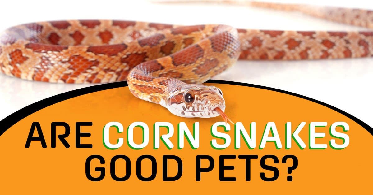 Are corn snakes good pets?