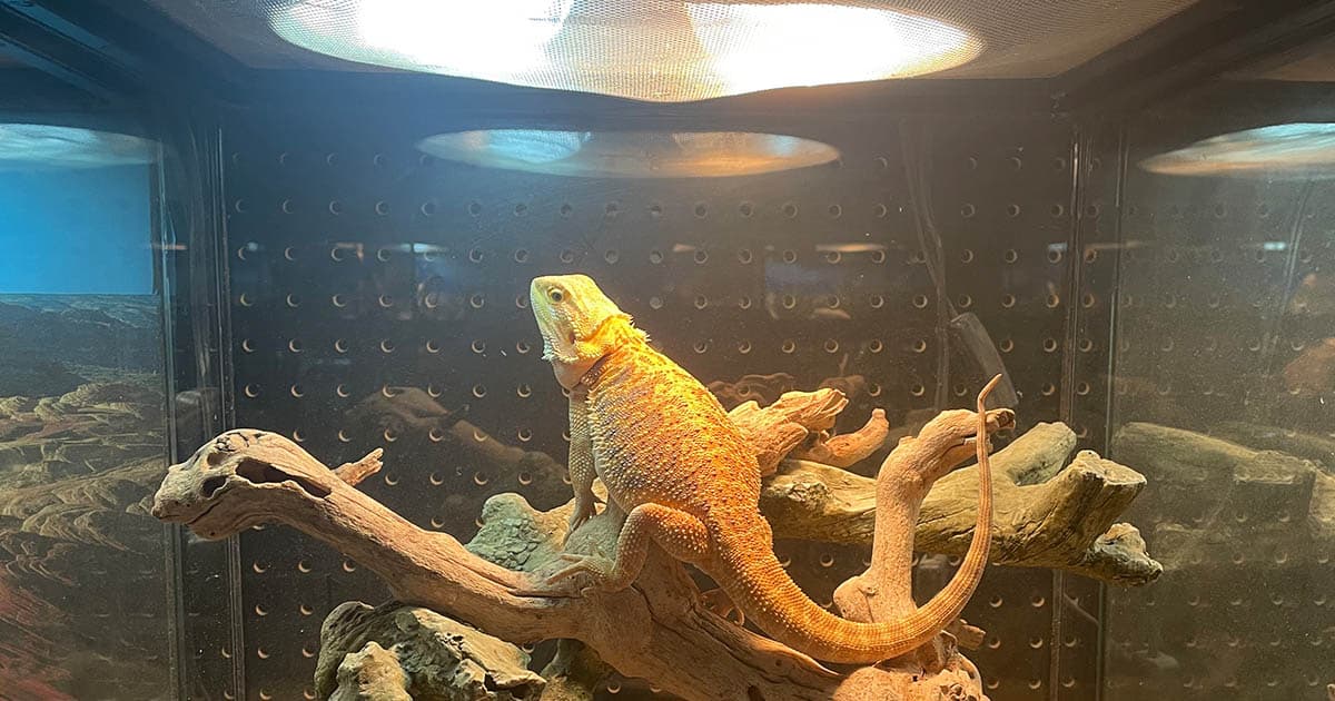 How Much Does a Reptile Heat Lamp Cost to Run