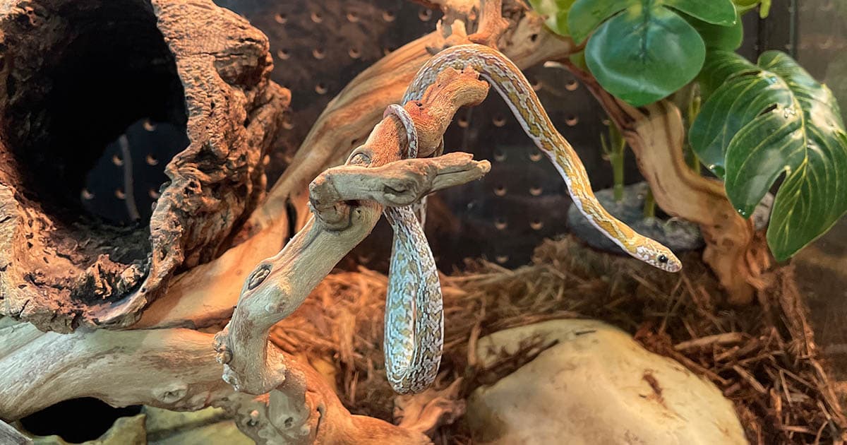 What do corn snakes eat?