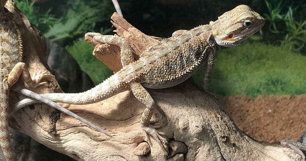 Types of Reptile Pets