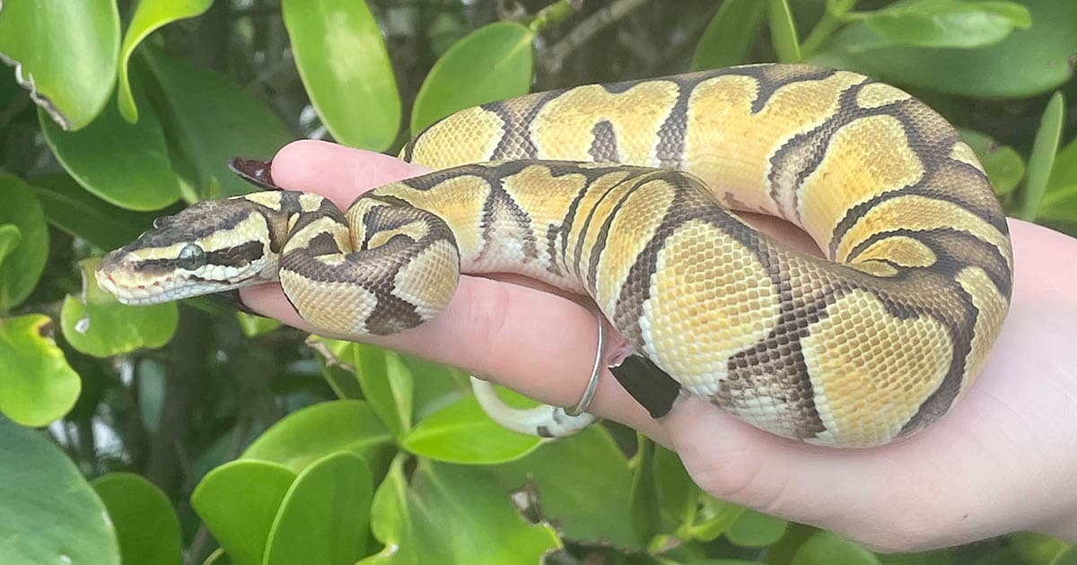 Are ball pythons good pets?