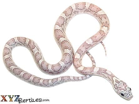Ghost Corn Snake