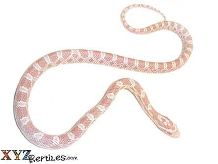 Snow Corn Snake