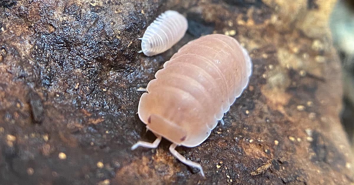 What do isopods eat?