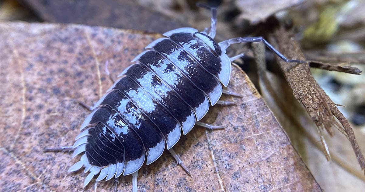 Isopod Care: Housing, Feeding and Breeding