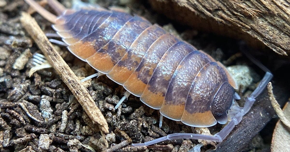 Types of Isopods for Beginners to Advaced Keepers