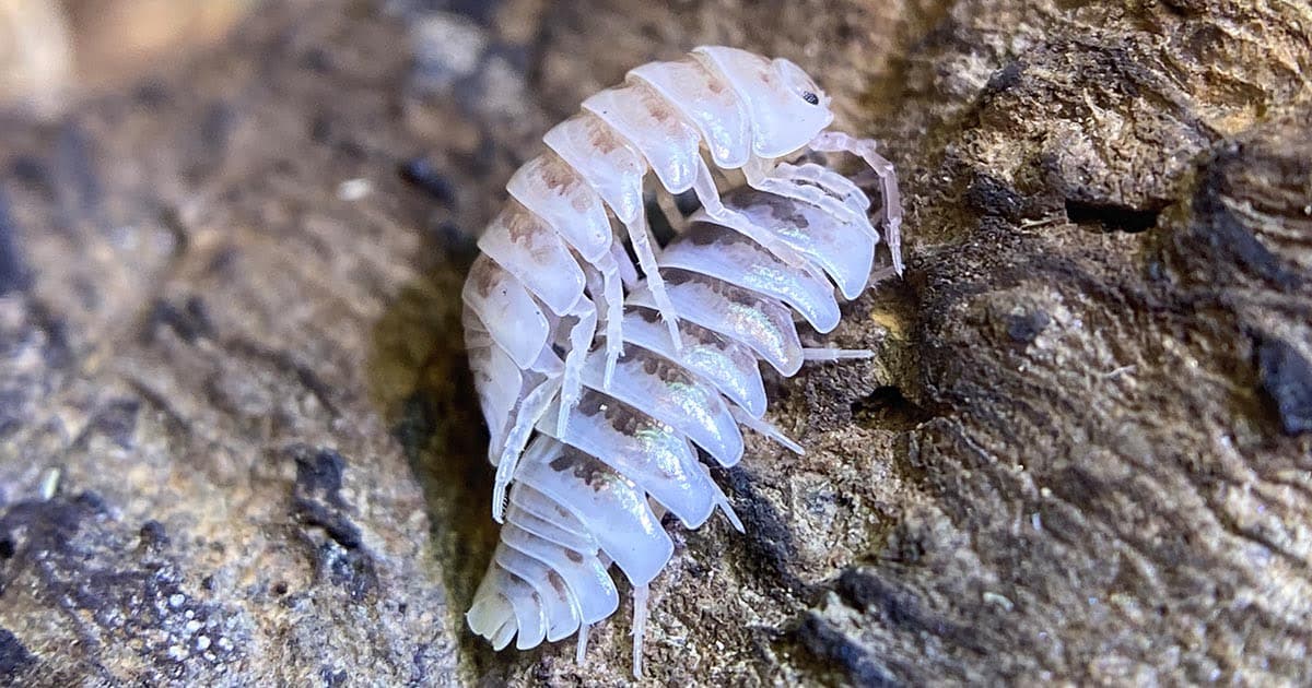 Breeding Isopods: A Guide to Successful Isopod Breeding