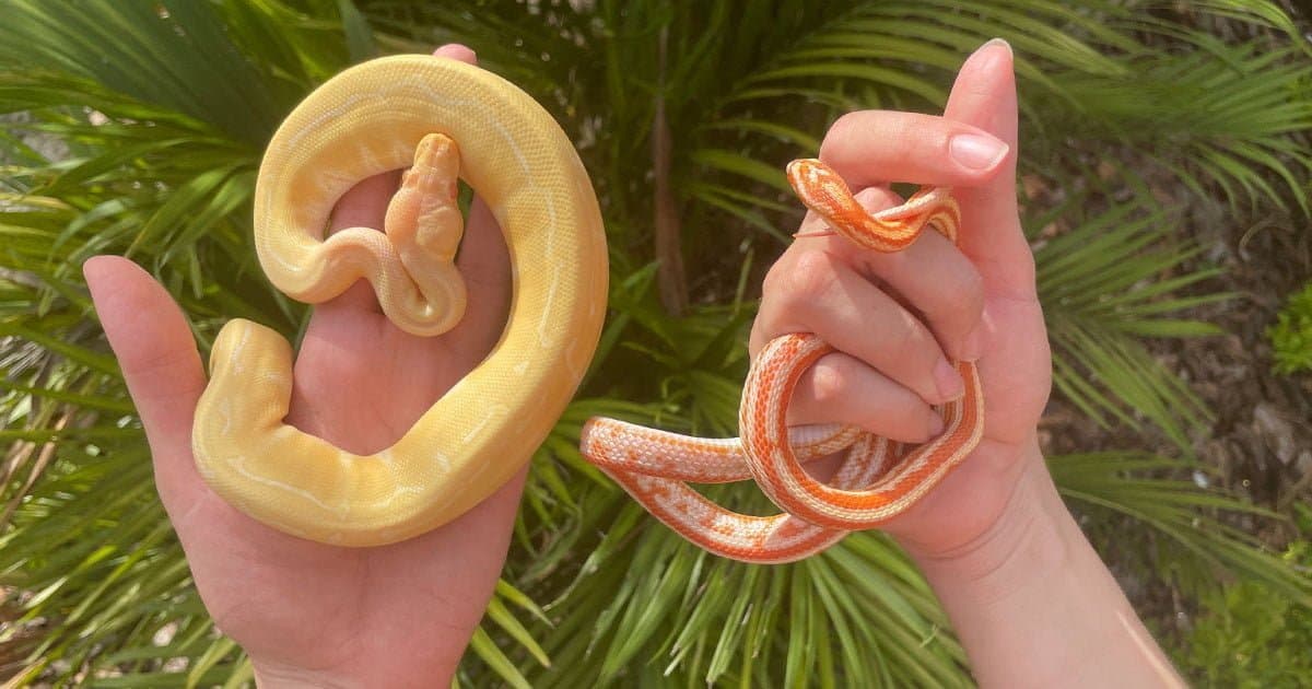 Corn snake vs ball python – Which pet snake is better for beginners?