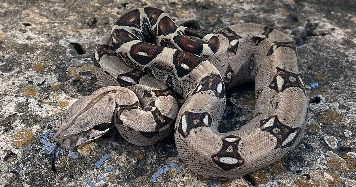 How long do red tail boas live?