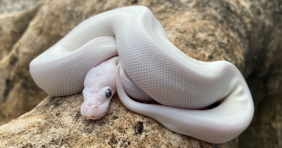 What Do Ball Pythons Eat?