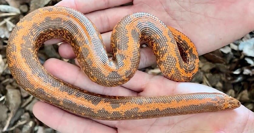 How big do sand boas get?