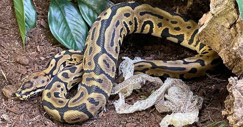 How often do ball pythons shed?