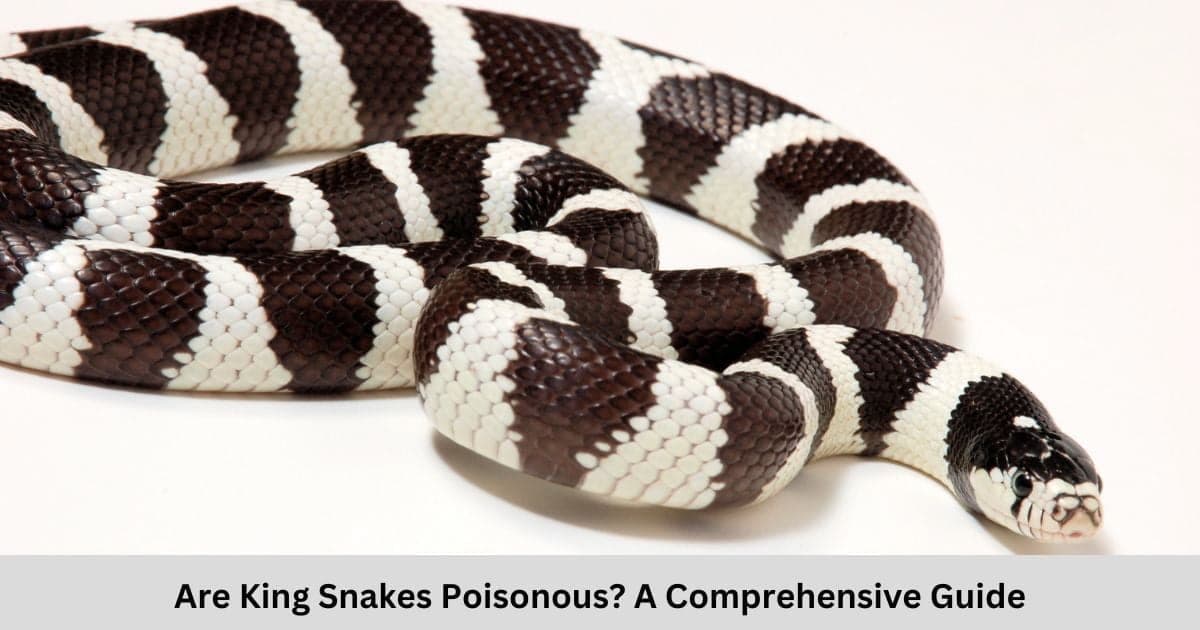 Are King Snakes Poisonous?