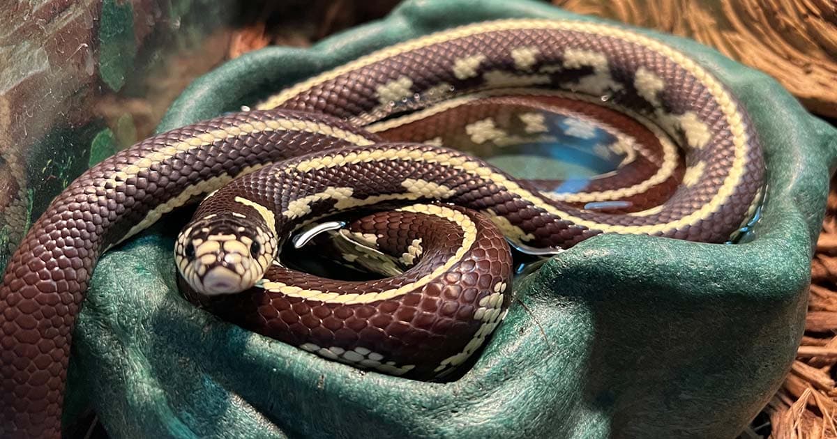 How Big Do King Snakes Get? A Detailed Guide