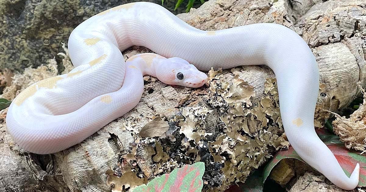 How Much Does a Ball Python Cost: The Ultimate Breakdown