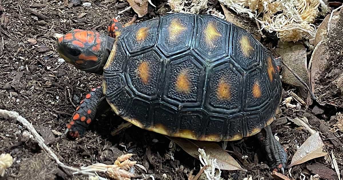 How Much Is a Tortoise: Budgeting for a Shelled Companion