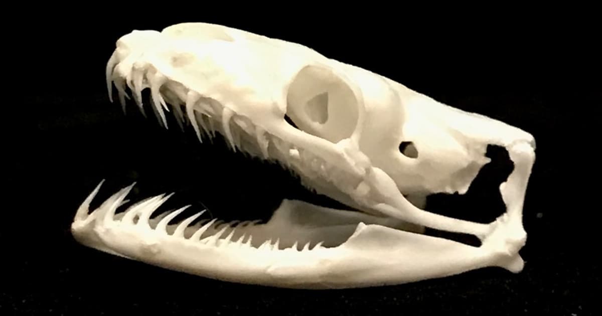 Do Ball Pythons Have Teeth?