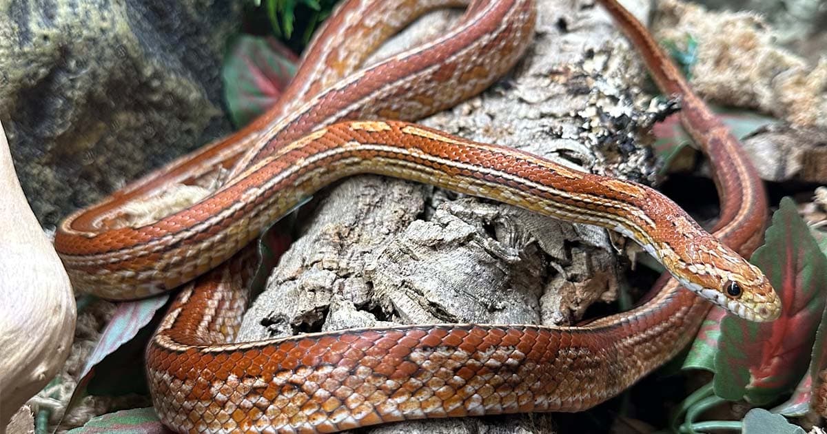 How Much Is a Pet Snake? A Comprehensive Guide to Snake Ownership Costs