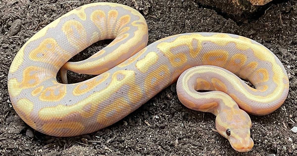 Types of Ball Pythons: 7 Popular Morph Combos