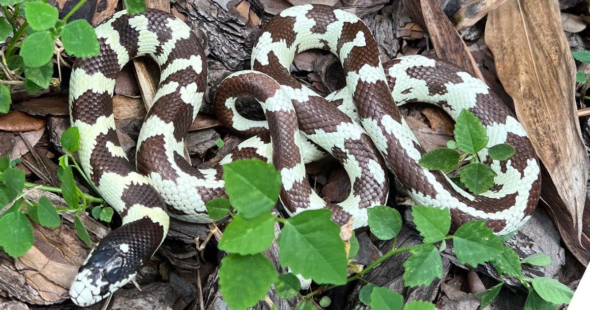 Types of King Snakes: Popular Locales and Morphs