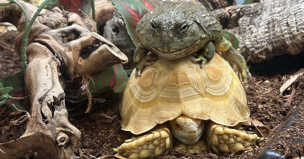 What s the Difference Between an Amphibian and a Reptile?