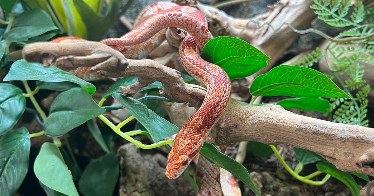 Corn Snake Care Guide: What Every Owner Should Know