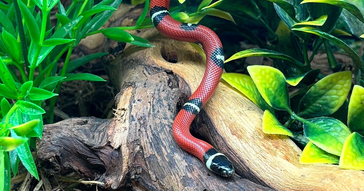 Milk Snake Care: A Comprehensive Care Guide