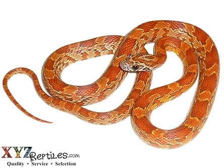 Hypo Corn Snake