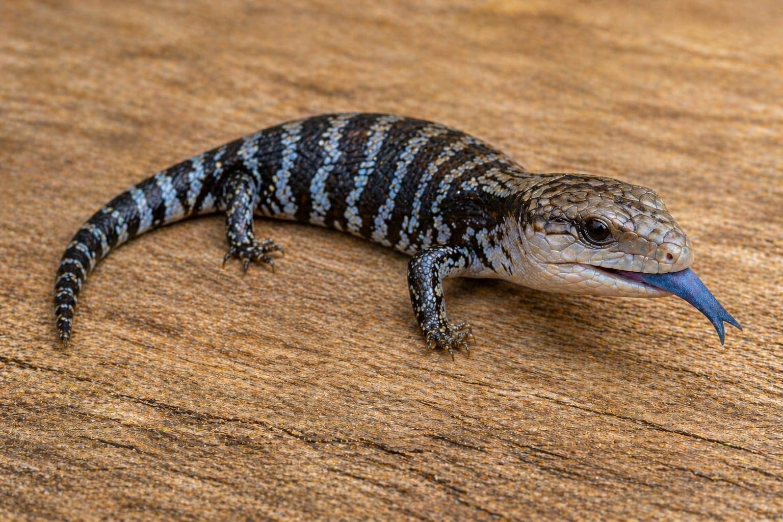Lizards