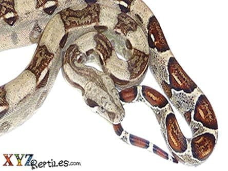 baby boa constrictor for sale 2