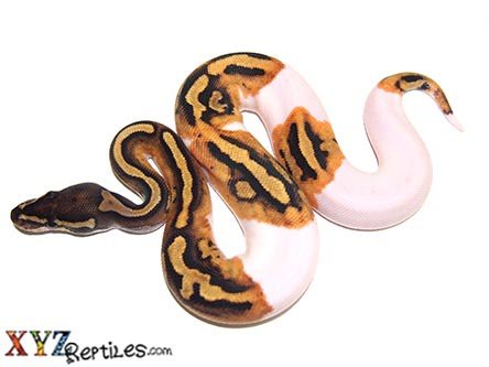 Baby Pied Ball Python