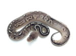 Baby Pewter Ball Python