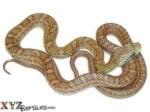 Baby Kunashir Island Japanese Rat Snake