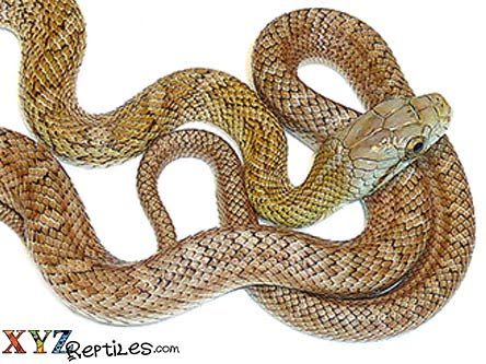 baby kunashir island rat snake for sale 2