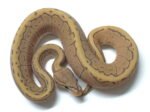 Baby Pinstripe Ghost Ball Python