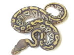 Baby Mojave Ghost Ball Python