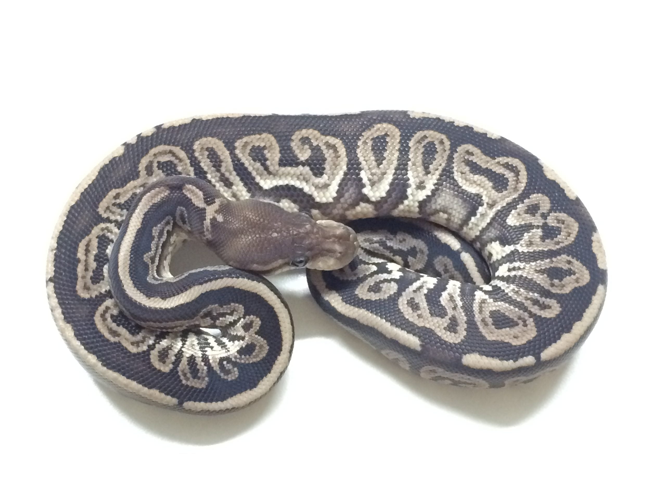 Baby Gargoyle Ball Python