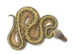 Baby Lemon Blast Ball Python