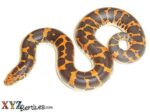 Kenyan Sand Boa