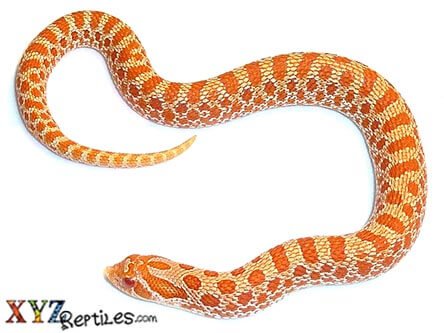 albino western hognose snake for sale 3