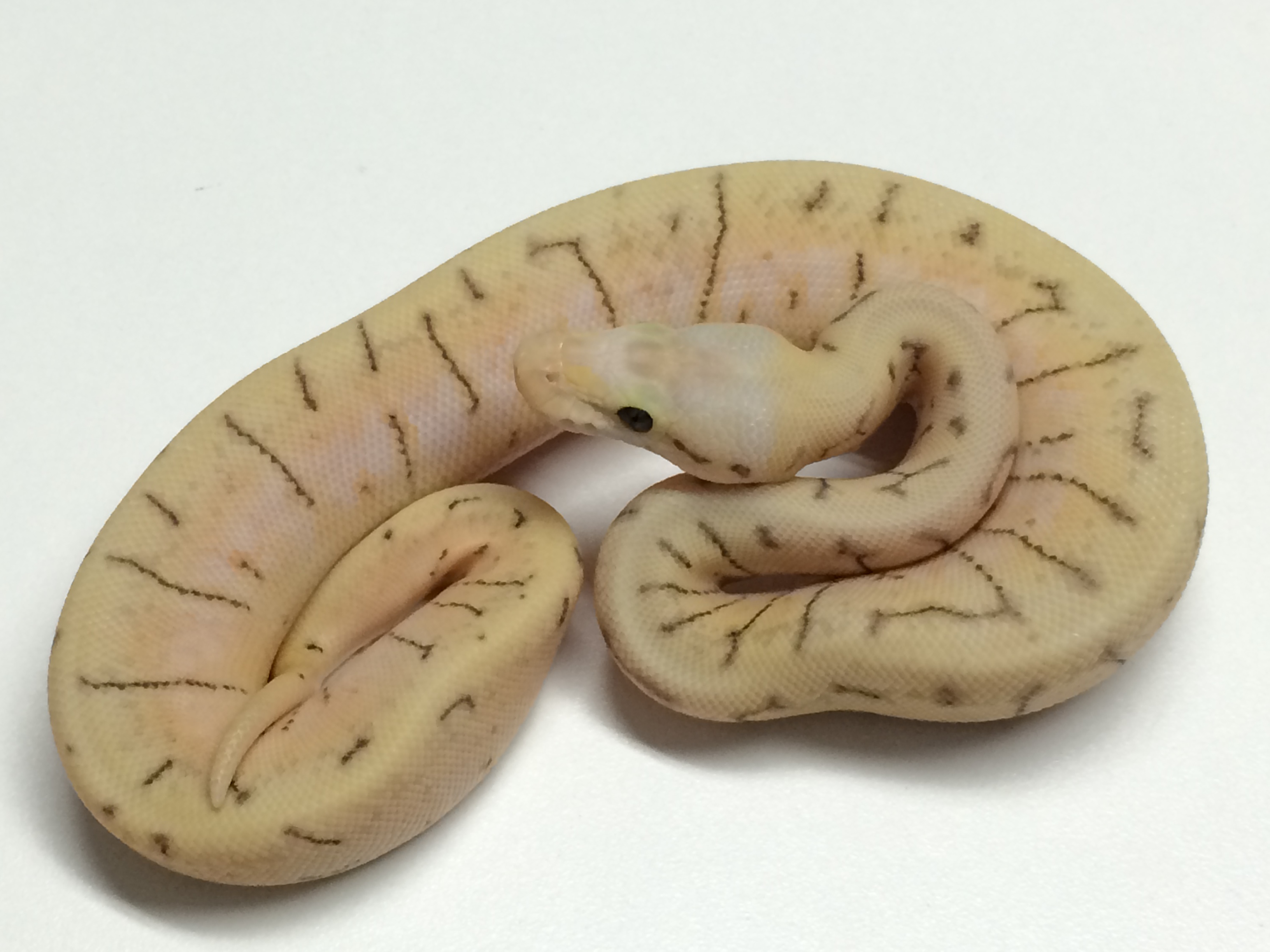Baby Killer Spinner Ball Python