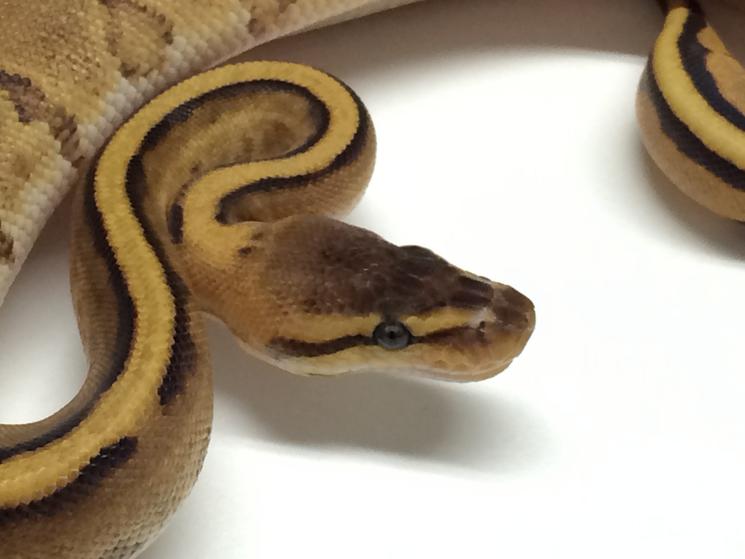 Baby Caramel Het Red Axanthic Het Red Axanthic Ball Python A410187 2