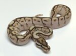Baby Spider Butter Ball Python