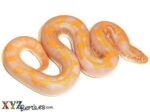 Baby Albino Kenyan  Sand Boa
