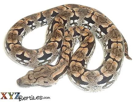 baby dumerils boa for sale