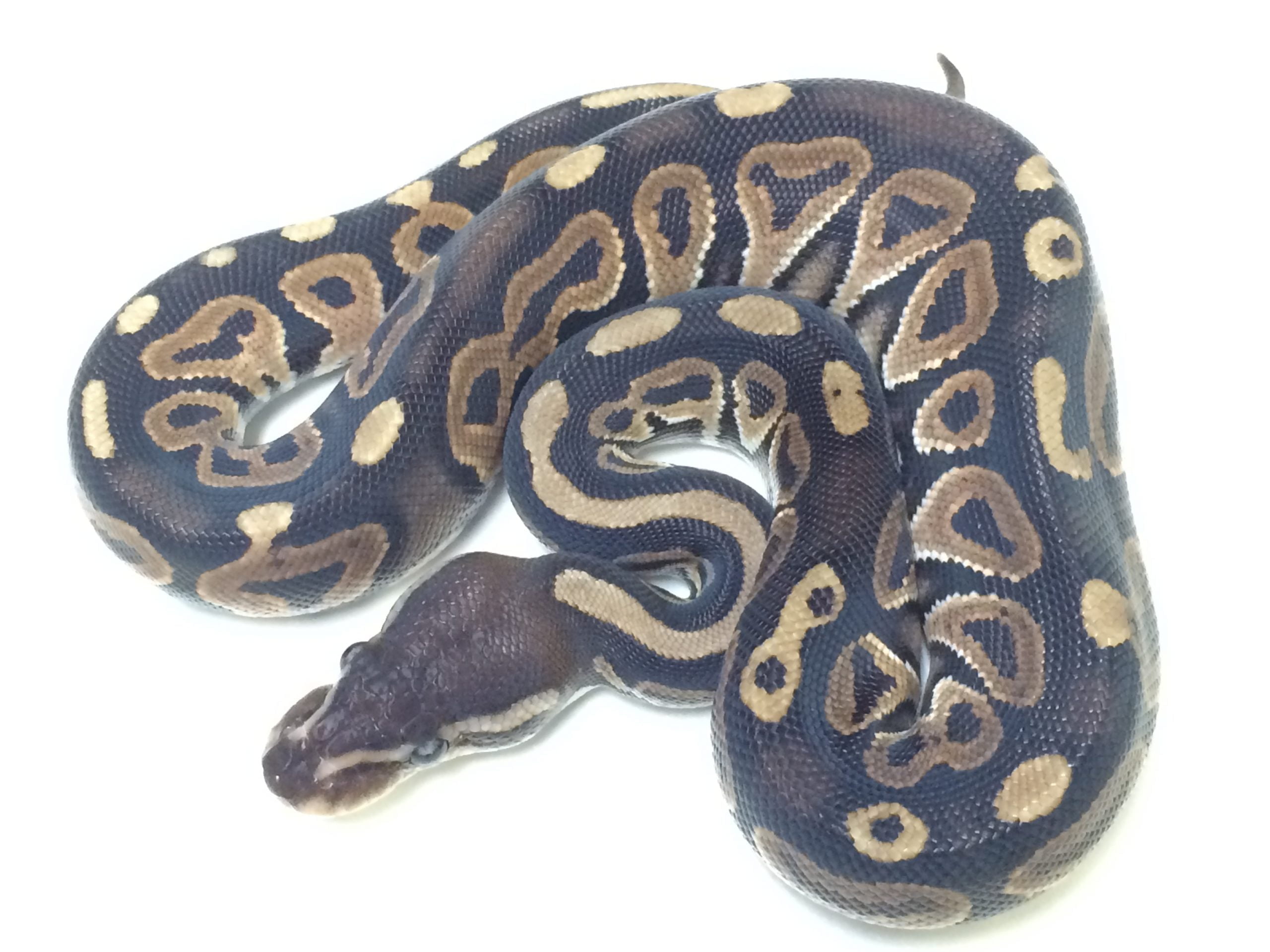 Baby Cinnamon Ball Python