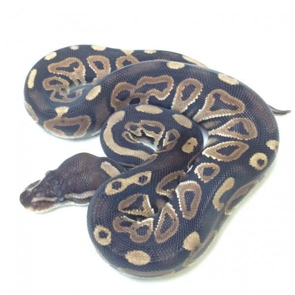 royal python or ball python python regius Images... Cinnamon Ball Python For Sale With Live Arrival Guarantee - XYZReptiles