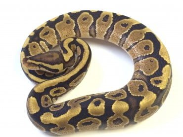 baby puma pastel ball python