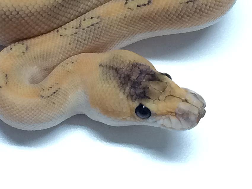 champagne ball python